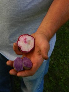 Organically grown blue potatoes and mixed turnip/radishes.