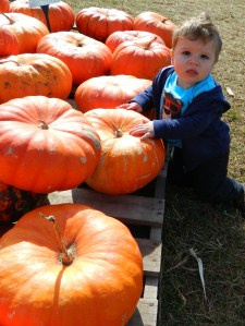Eleven month old Lucas Smith of Enfield picks out baby's first pumpkin at Brown's Harvest in Windsor, CT.
