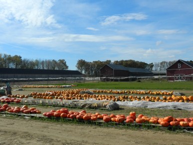 Some of the Brown Family's 175 acres of beautiful Connecticut farmland. 