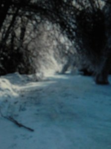 Downed trees had to be cleared.