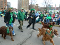 Beautiful Irish Setters were a crowd pleaser.