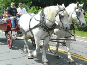 Horse drawn wagon rides were a part of the 100th anniversary of Homeland/Heritage Day in Manchester, CT.