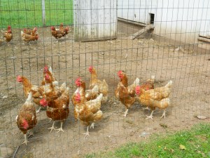 Meet the animals on Farm Day.