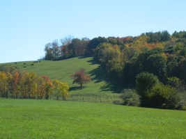 Cows graze (left) in the  Pomfret, Conn. pasture - photo by JB.