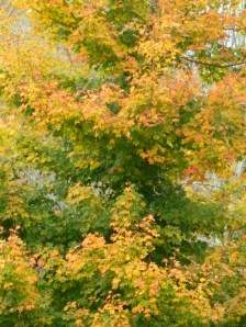 On the grounds of the Nathan Hale Homestead, Coventry, CT.