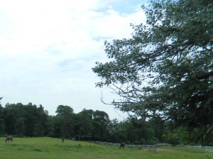 1GHG horses gaze in the Avon pastures - but will the historic unit that has served since the American Revolution keep surviving state budget cuts?