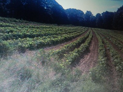 Comte Family farnland, Nottingham, New Hampshire.