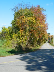Off the beaten path along Town Road.