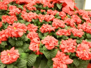 Kris Kringle rose pointsettia grown in Somers, CT.