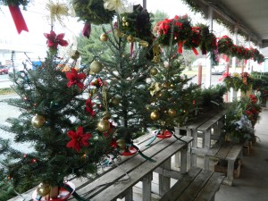 Minature Christmas Trees at the Dzen Garden Market.