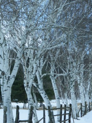 White Birch trees against a backdrop of snow stand tall on Buckland Road in Manchester, CT. amid a wind chill warning.