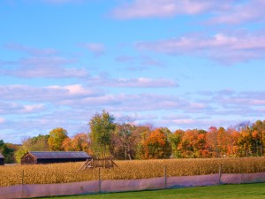 A popular corn maze draws visitors to Brown's Harvest.